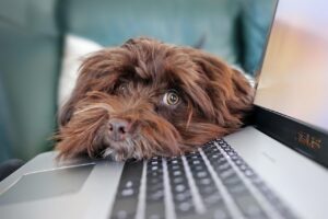 未経験者におすすめの在宅ワークは何ですか？